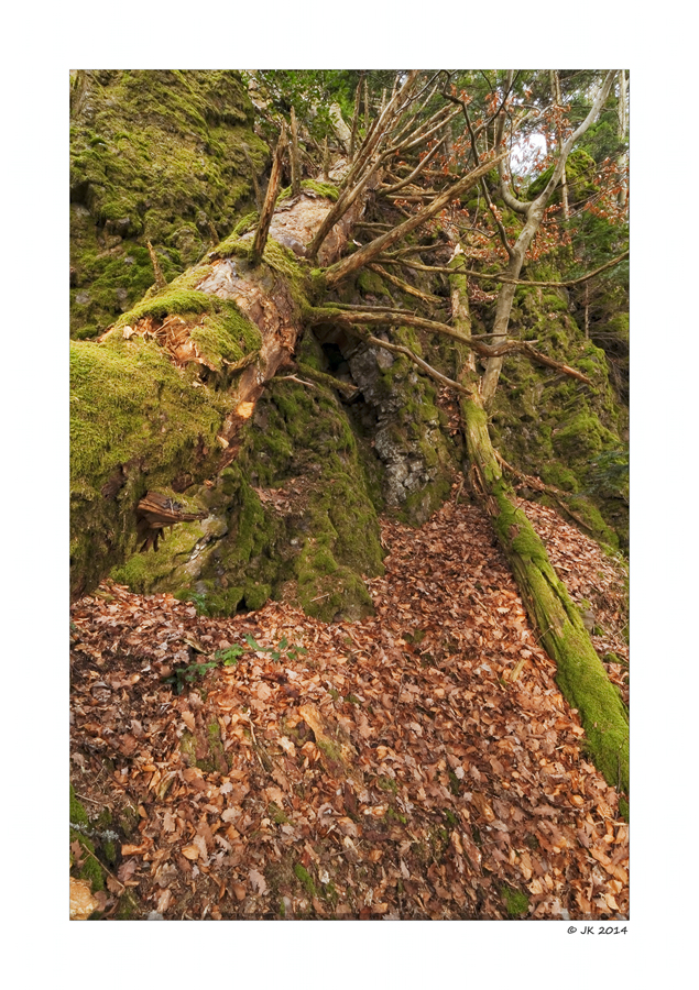 Felsen im Schwarzwald