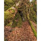 Felsen im Schwarzwald