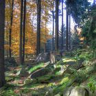 Felsen im Wald