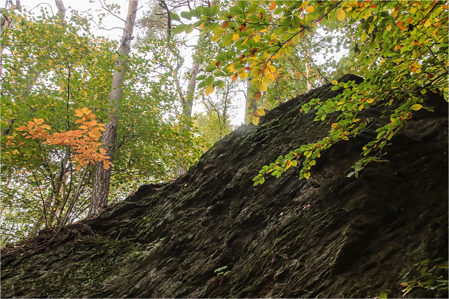 Felsen im Wald