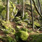 Felsen im Wald