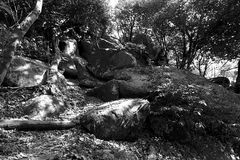 Felsen im Wald