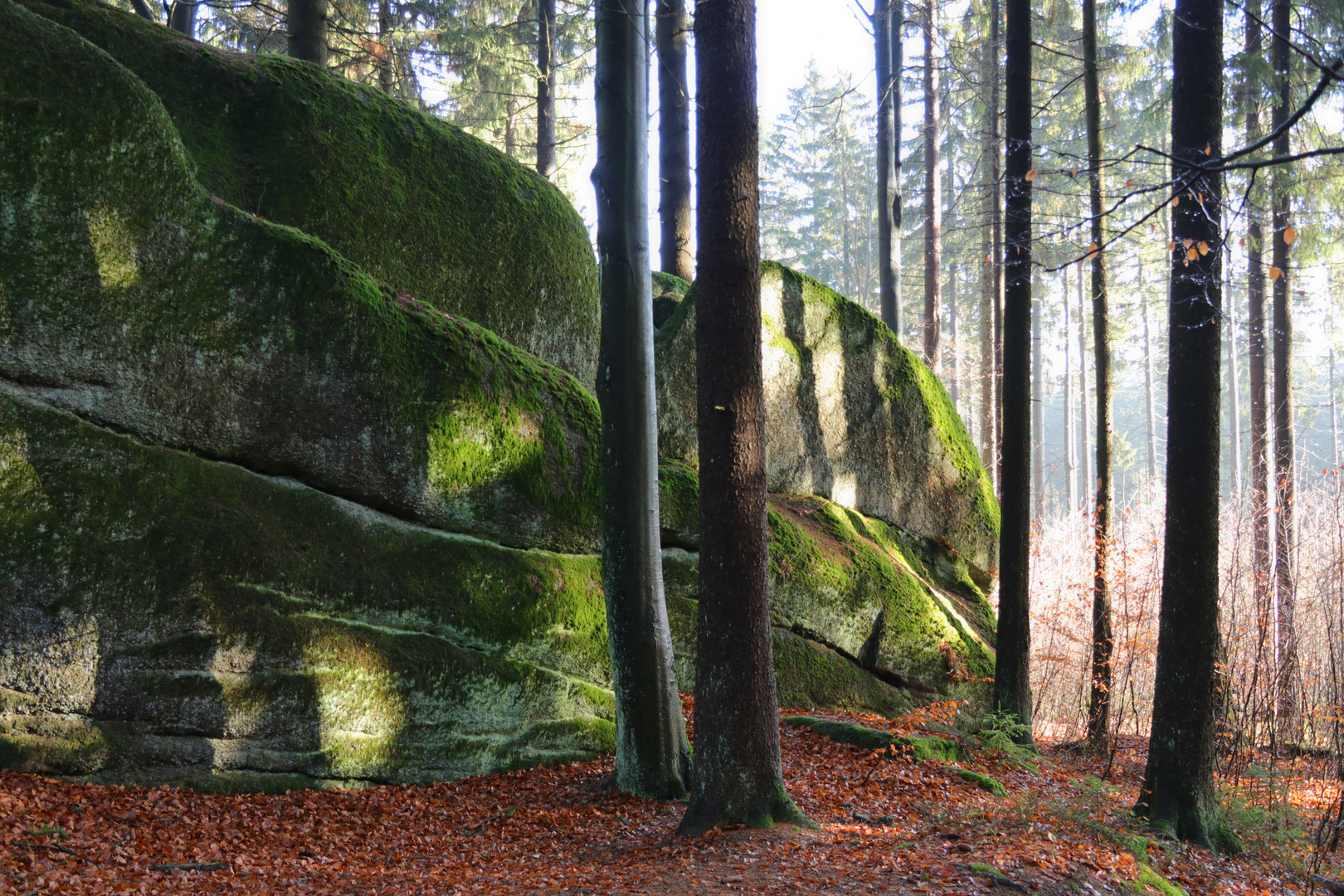 Felsen im Wald