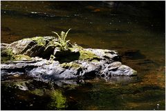 Felsen in der Bode