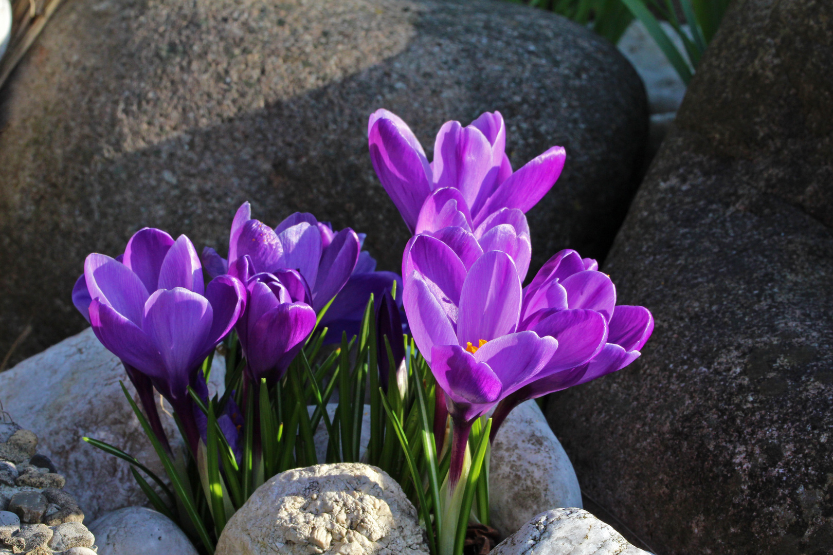 Felsen-Krokus