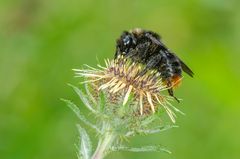 Felsen-Kuckuckshummel (Bombus rupestris)