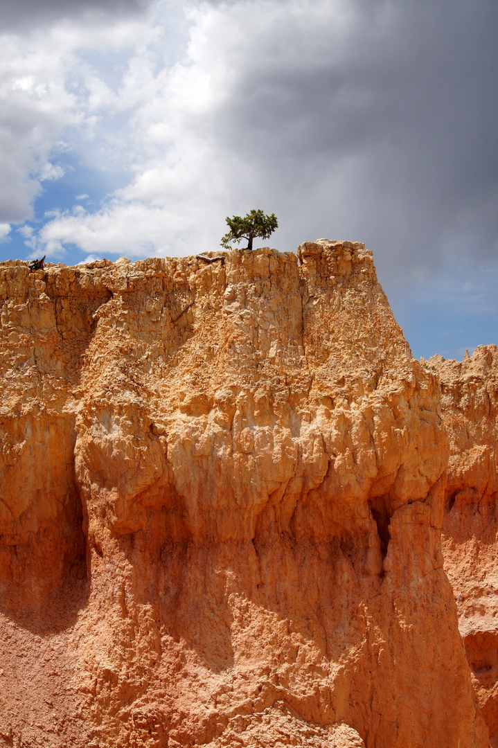 Felsen mit Baum im Bryce Canyon