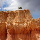 Felsen mit Baum im Bryce Canyon