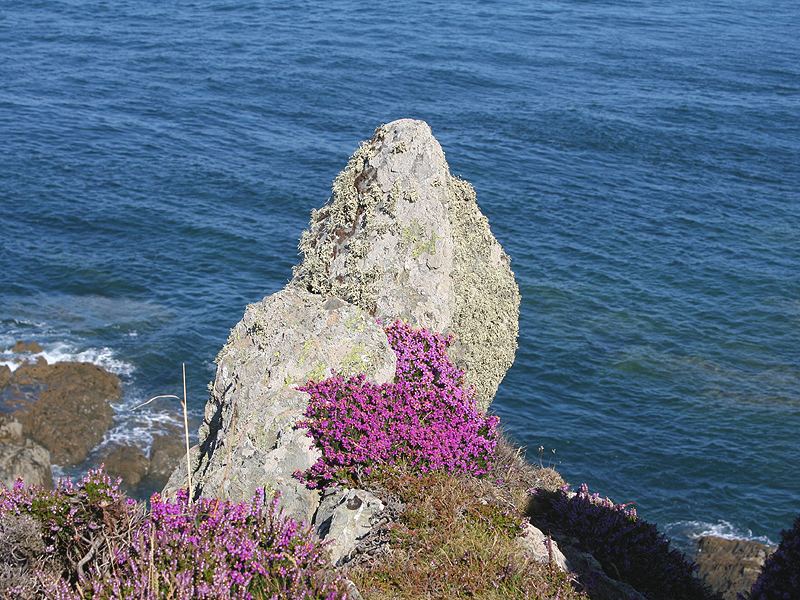 Felsen mit Heide