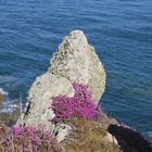 Felsen mit Heide