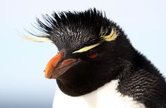 Felsen-Pinguin