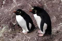 Felsen-Pinguine