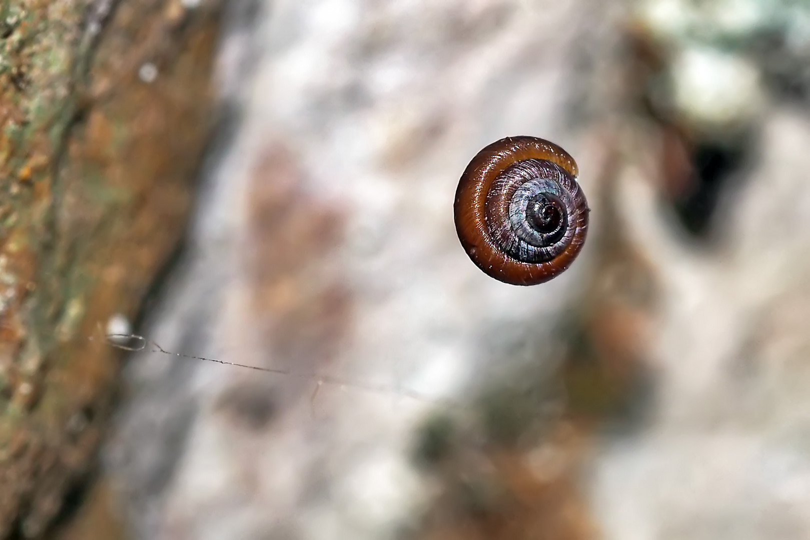 Felsen-Pyramidenschnecke (Pyramidula pusilla), Durchmesser höchstens 2 mm!