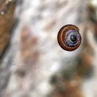 Felsen-Pyramidenschnecke (Pyramidula pusilla), Durchmesser höchstens 2 mm!