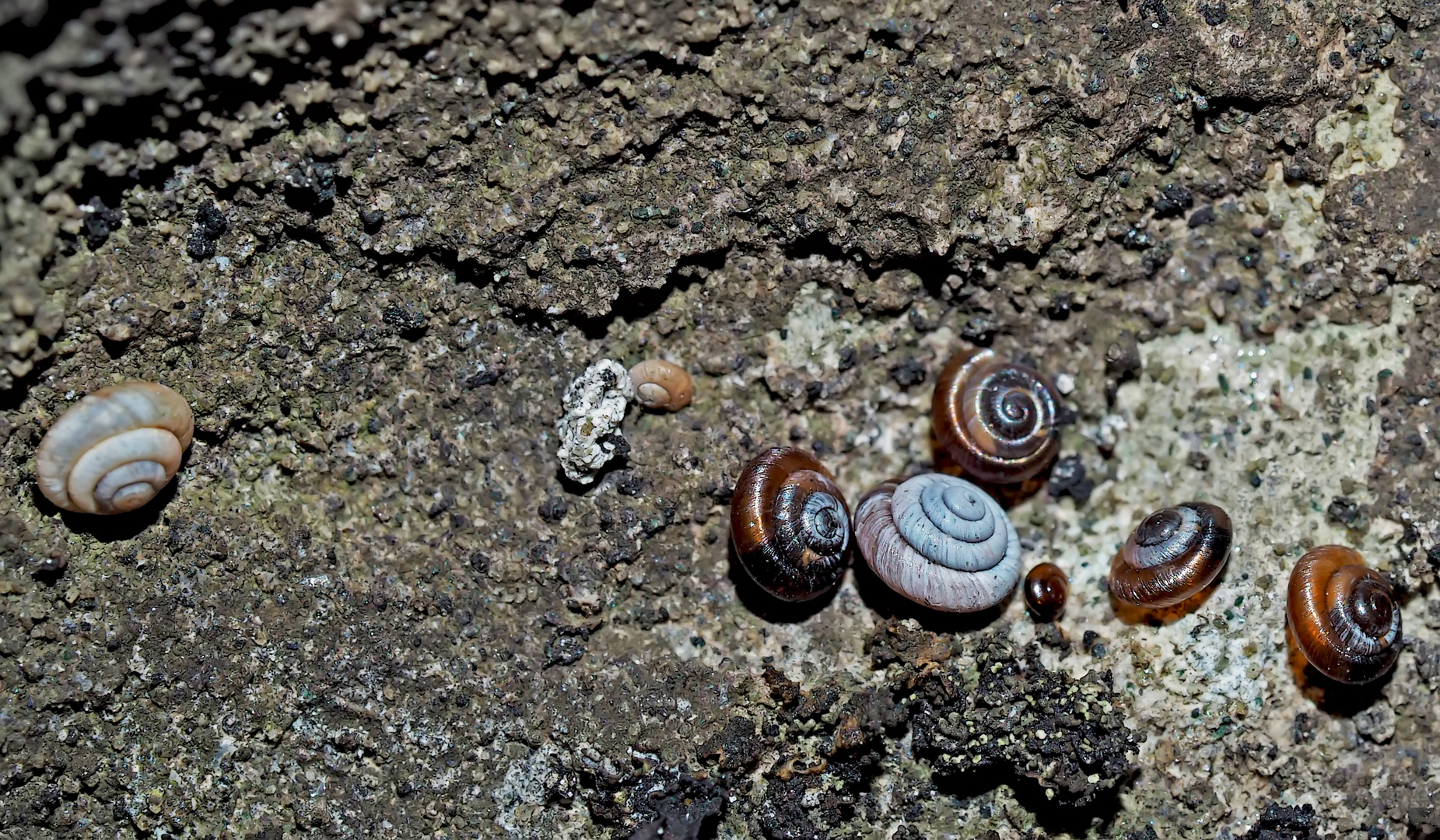 Felsen-Pyramidenschnecken, höchstens 2.5 mm breit. - Des escargots presque pas visibles à l'oeil nu.