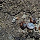 Felsen-Pyramidenschnecken, höchstens 2.5 mm breit. - Des escargots presque pas visibles à l'oeil nu.