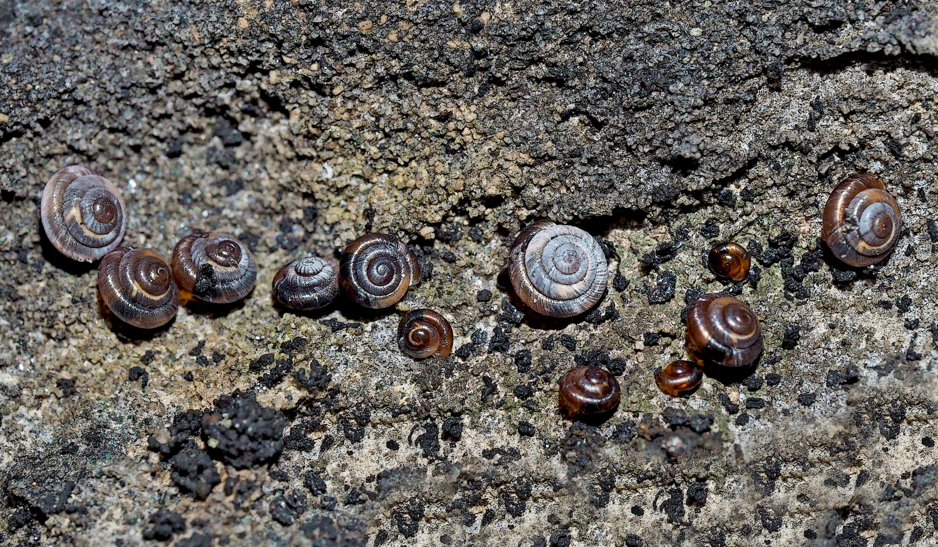 Felsen-Pyramidenschnecken (Pyramidula pusilla)