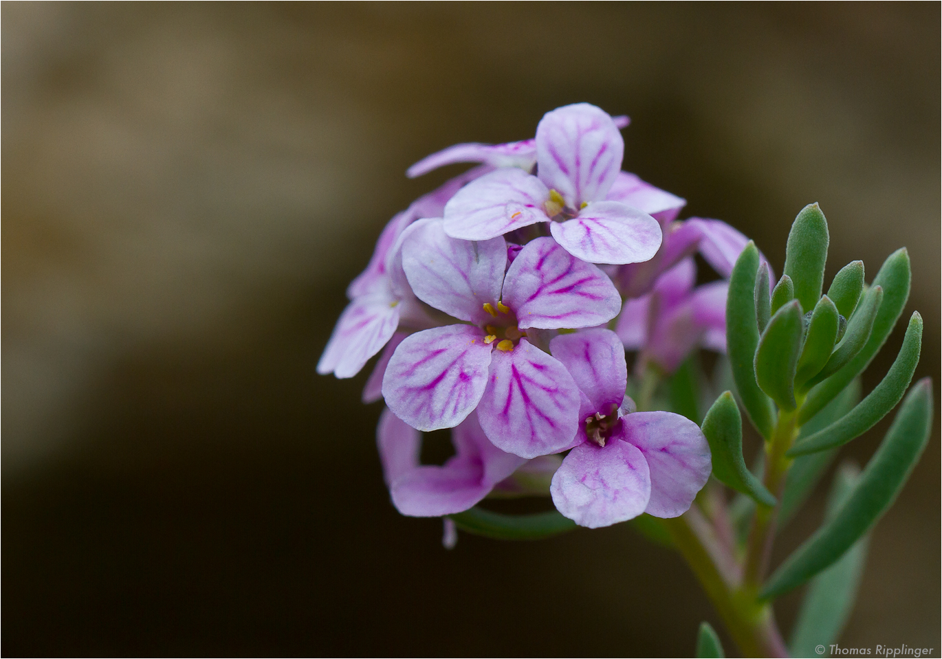 Felsen-Steintäschel (Aethionema graecum)..