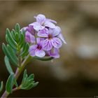 Felsen-Steintäschel (Aethionema graecum)