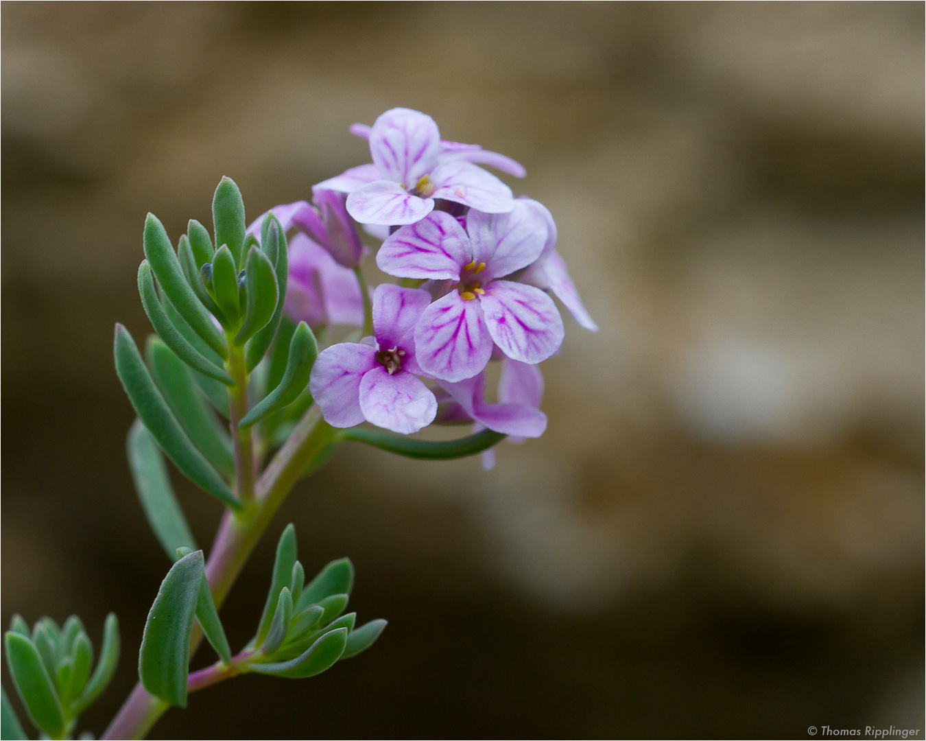 Felsen-Steintäschel (Aethionema graecum)