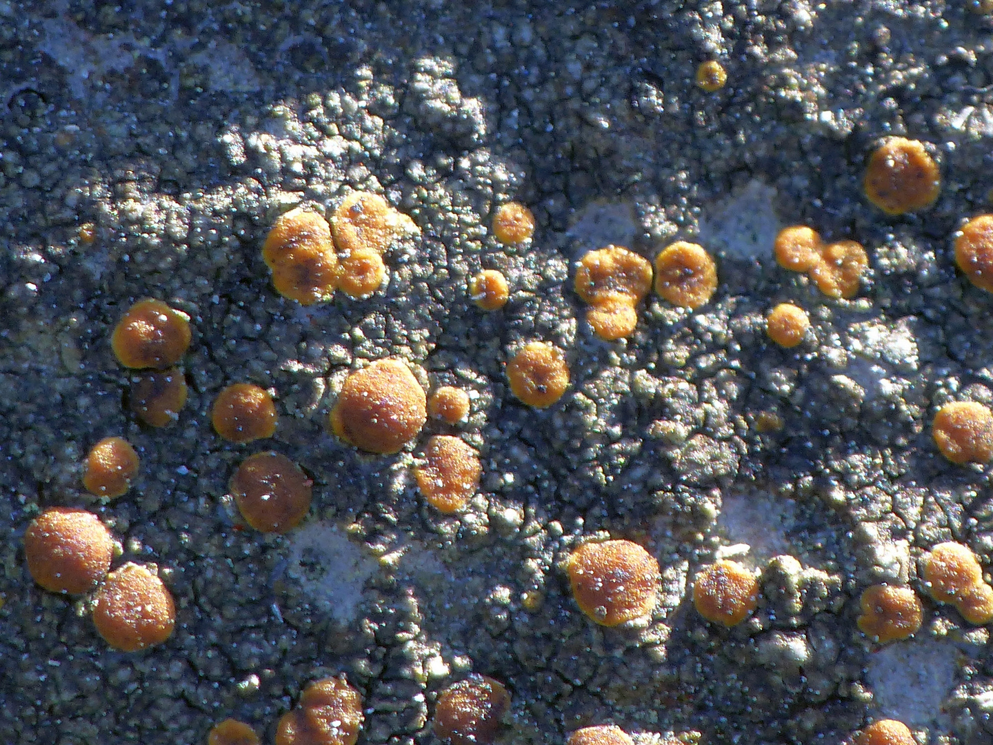 Felsen-Triebflechte (Protoblastenia rupestris) auf Kalkstein