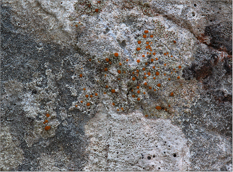 Felsen-Triebflechte (Protoblastenia rupestris)