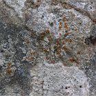 Felsen-Triebflechte (Protoblastenia rupestris)