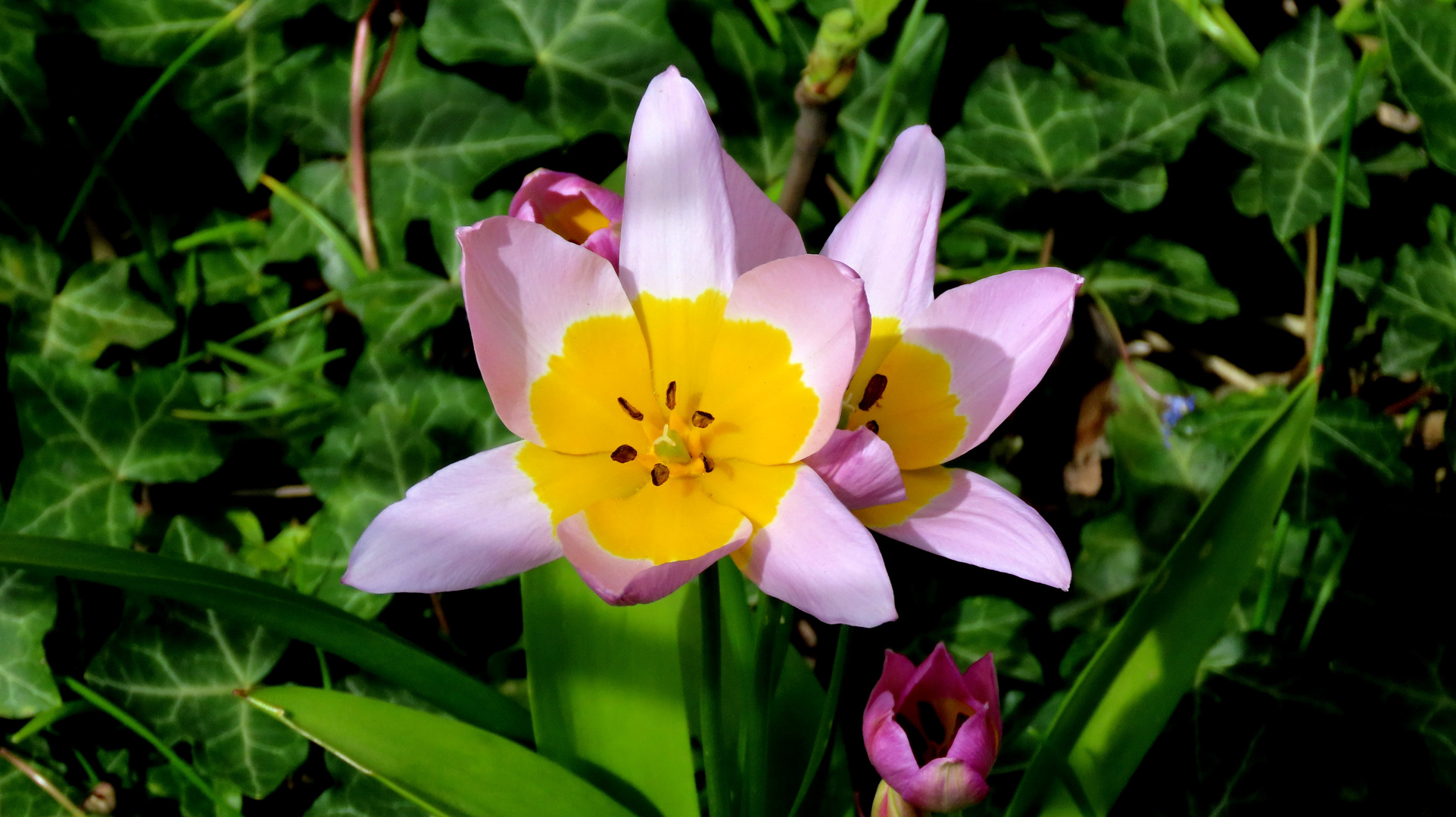 Felsen-Tulpe !