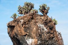 Felsen u.alte Kakteen, auch Galapagos     _DSC9358