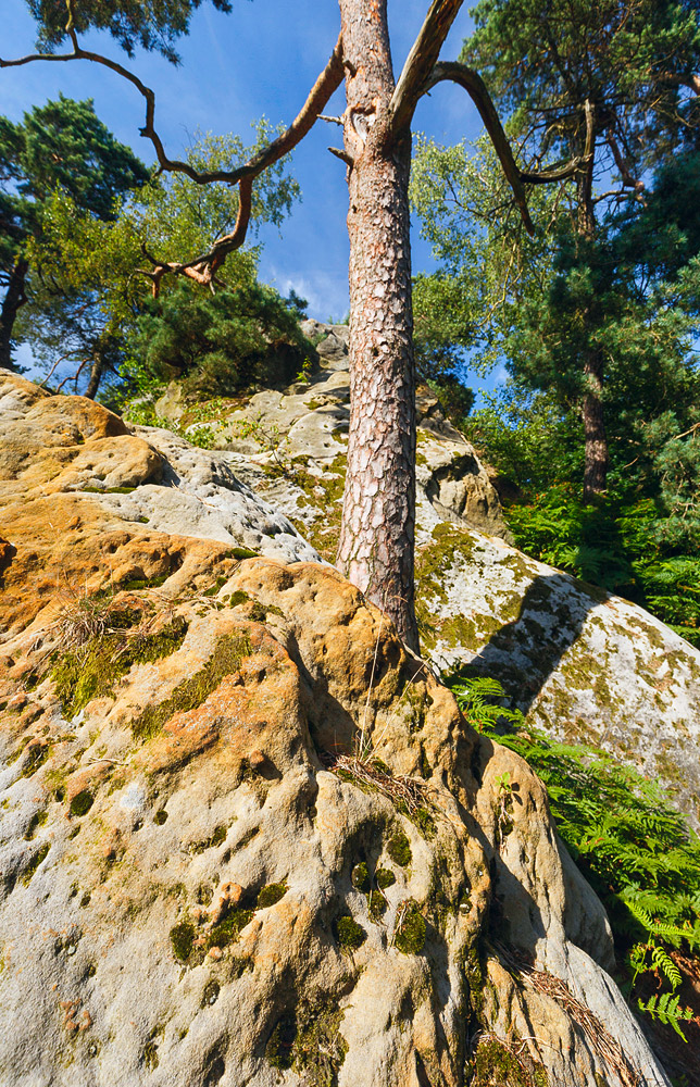 Felsen und Kiefern