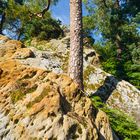 Felsen und Kiefern