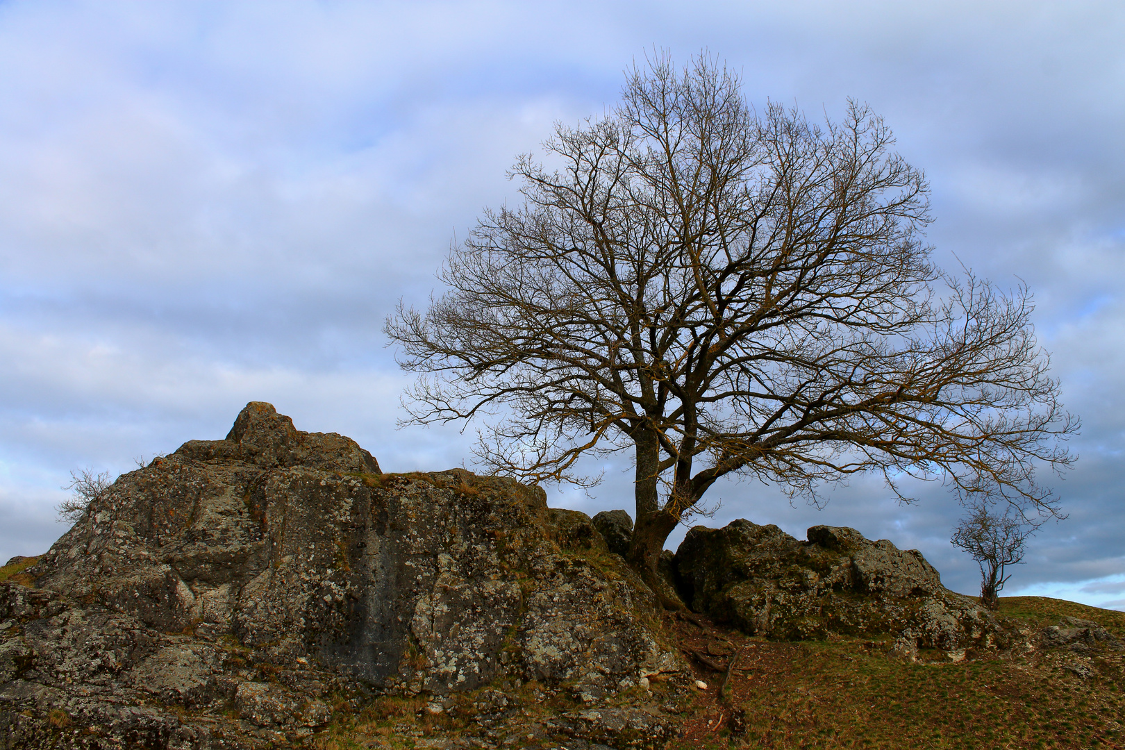 Felsenbaum