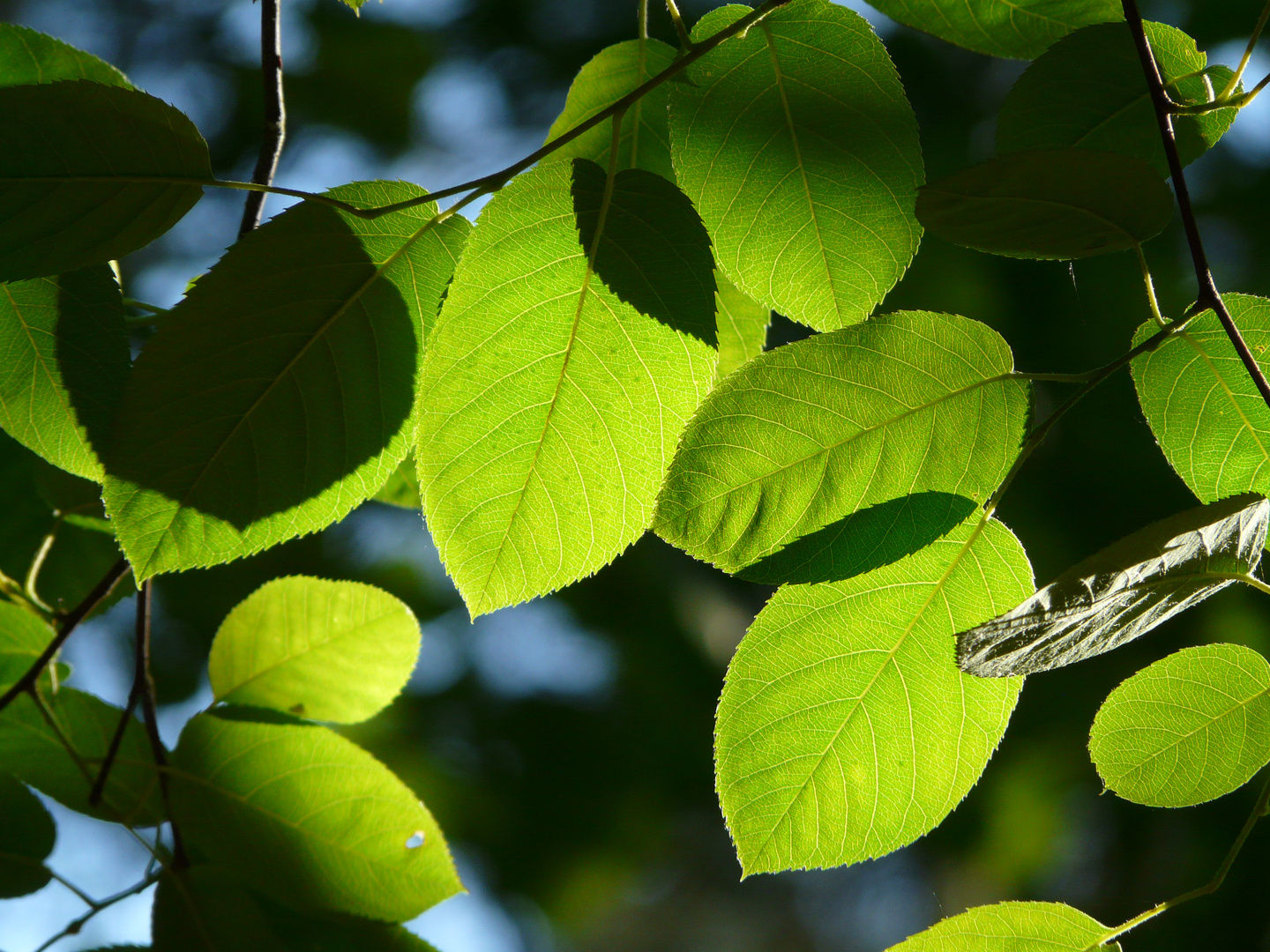 Felsenbirne - Amelanchier lamarckii