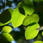 Felsenbirne - Amelanchier lamarckii