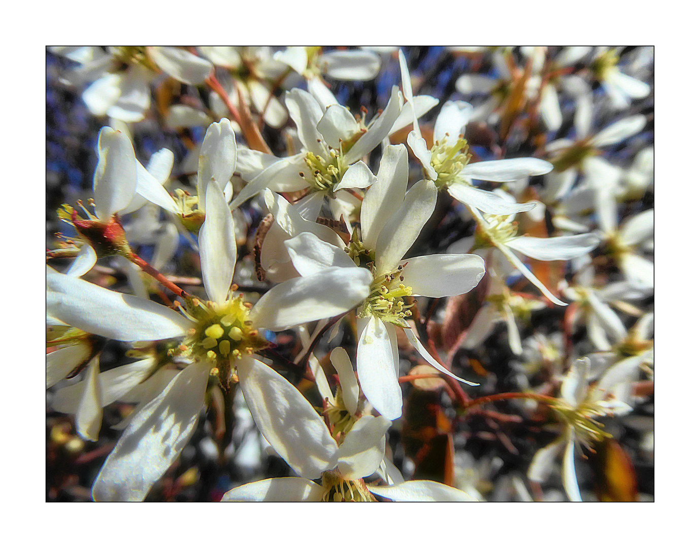 Felsenbirne Blütenmakro