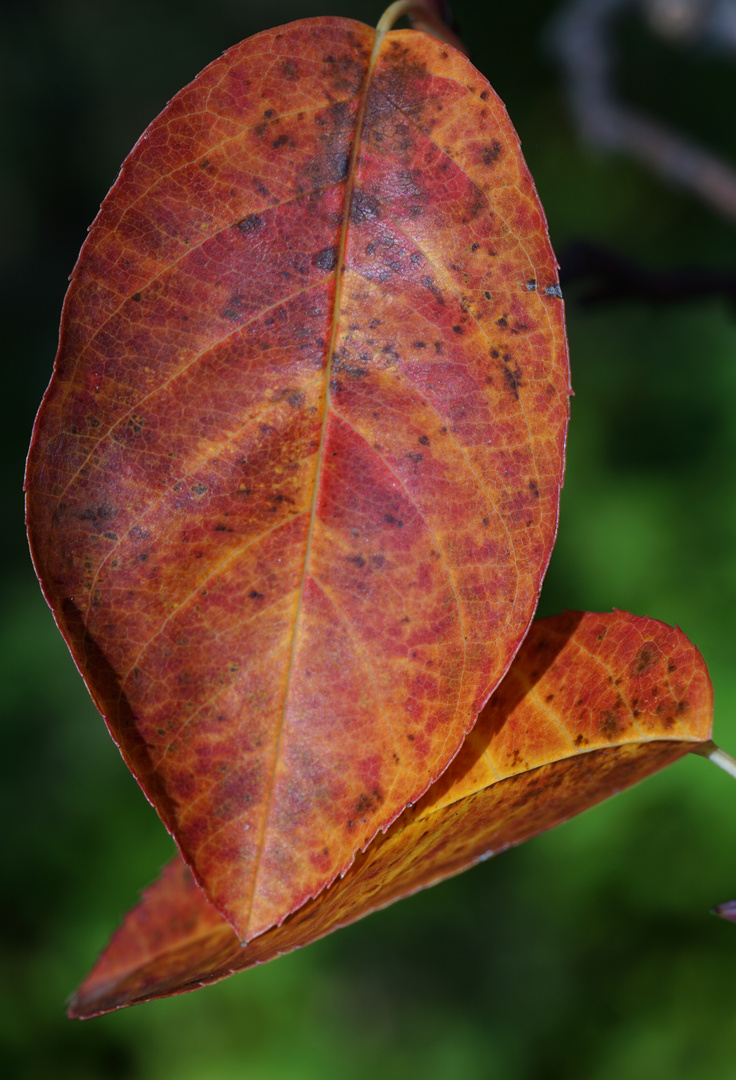 Felsenbirne im Herbst