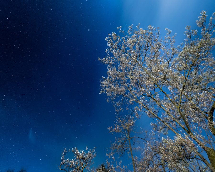 Felsenbirne im Mondlicht