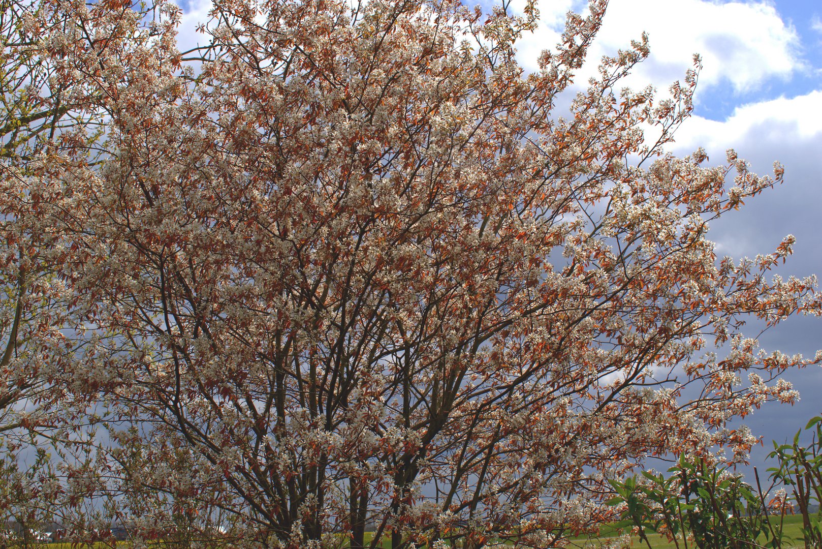 Felsenbirne in Blüte