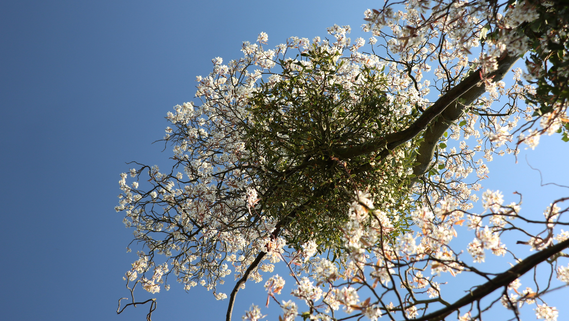 Felsenbirne und Mistel