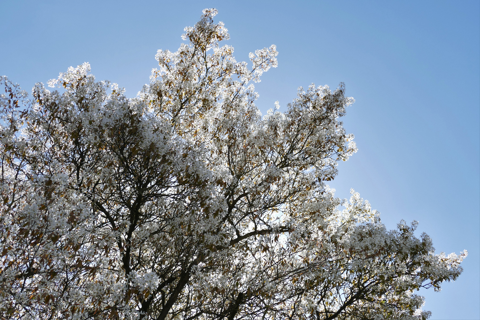 Felsenbirnen- Blüten