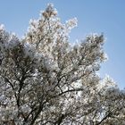 Felsenbirnen- Blüten