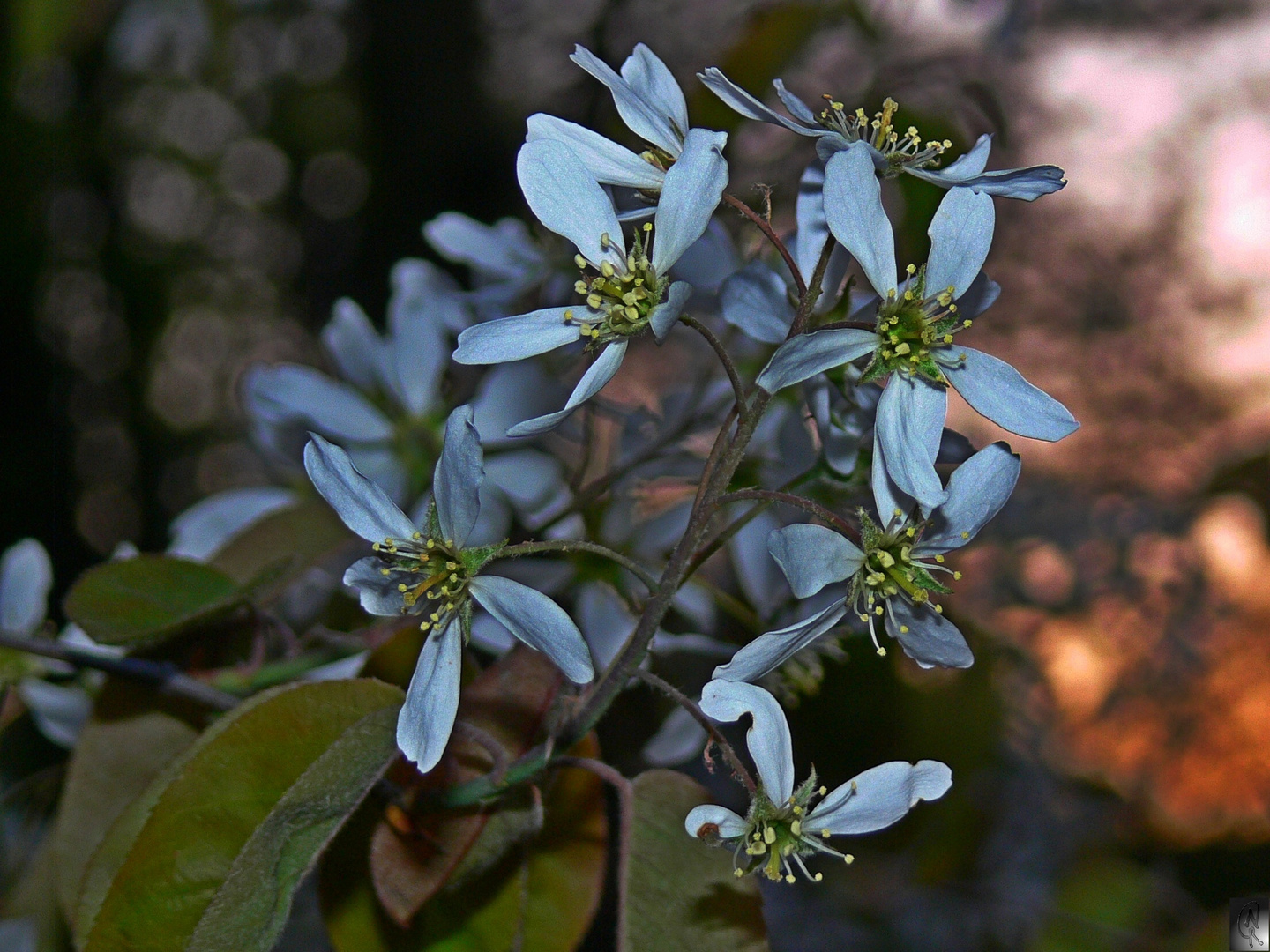 Felsenbirnenblüten in der Abenddämmerung