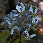 Felsenbirnenblüten in der Abenddämmerung