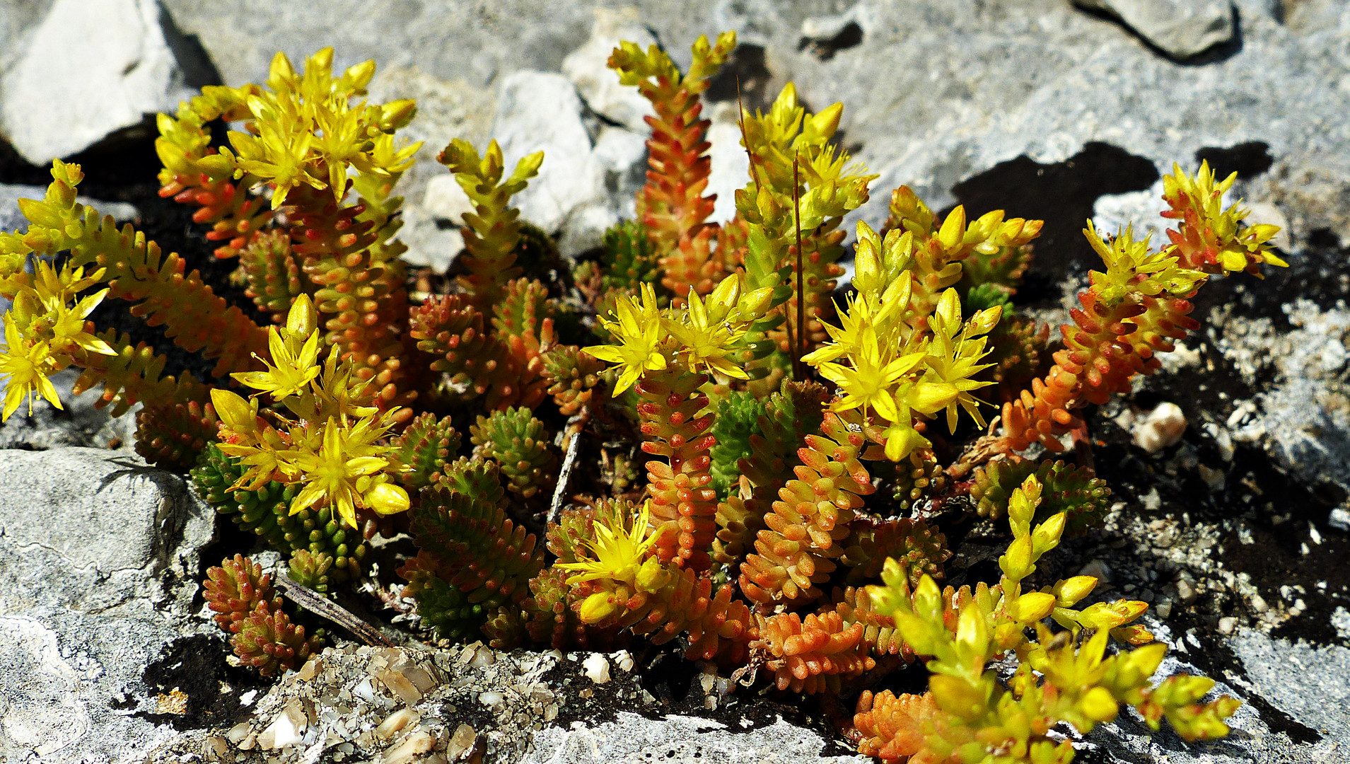 Felsenblümchen