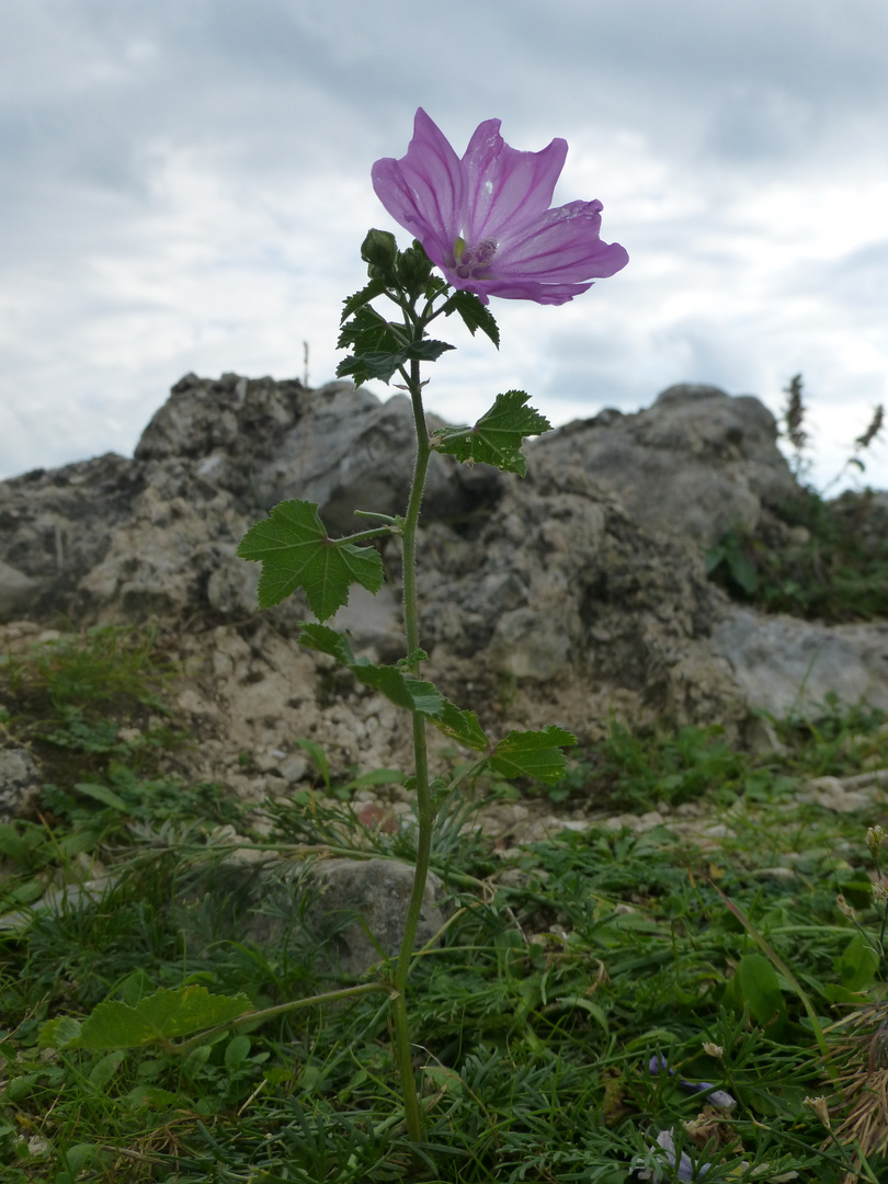 Felsenblume