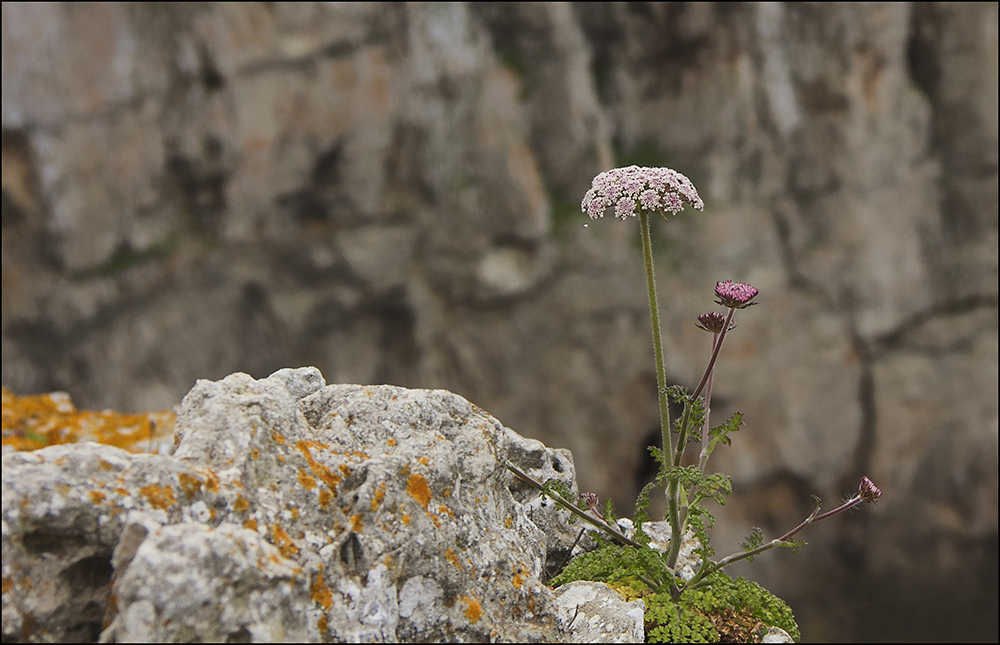 Felsenblumen...