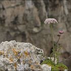 Felsenblumen...