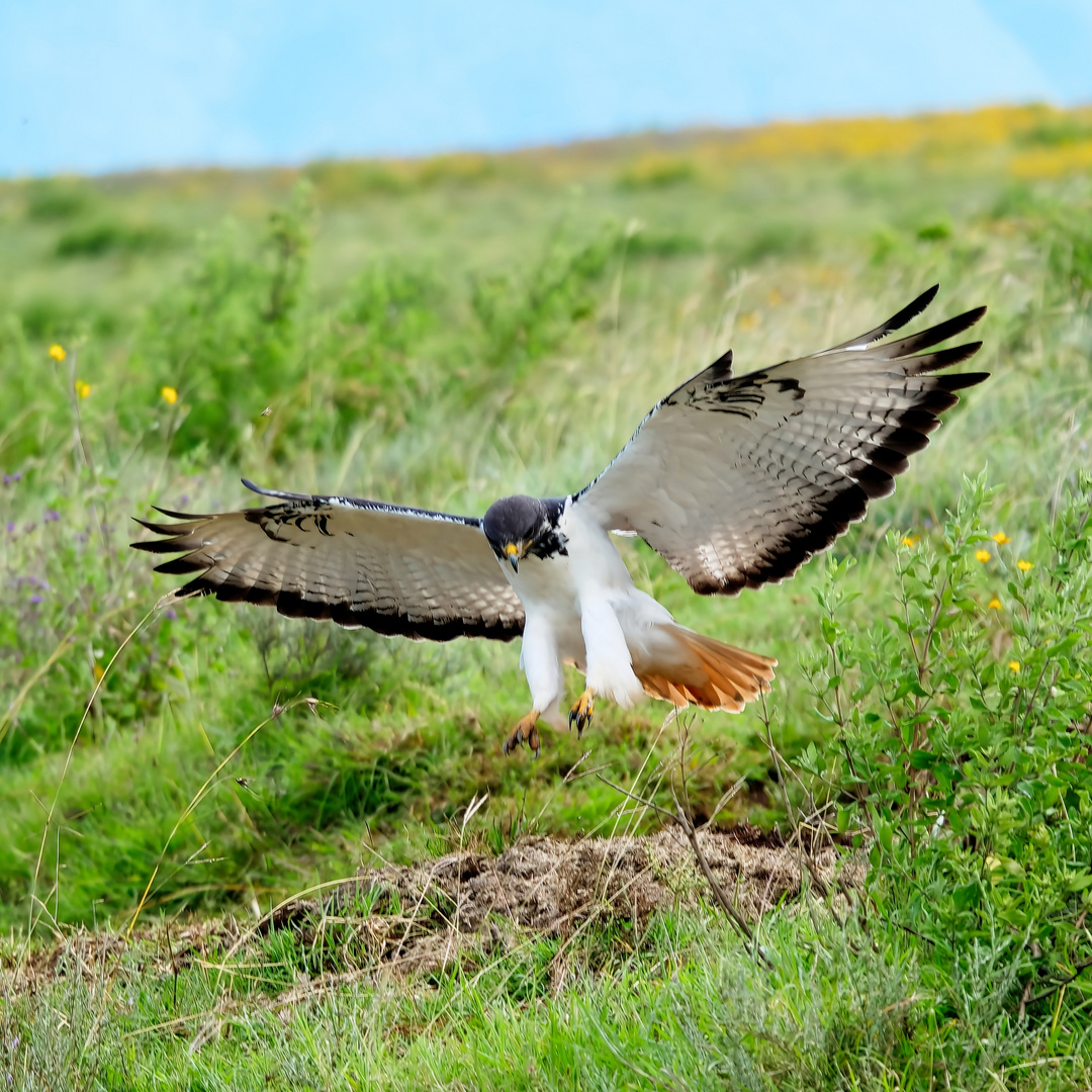 Felsenbussard im Anflug