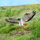 Felsenbussard im Anflug