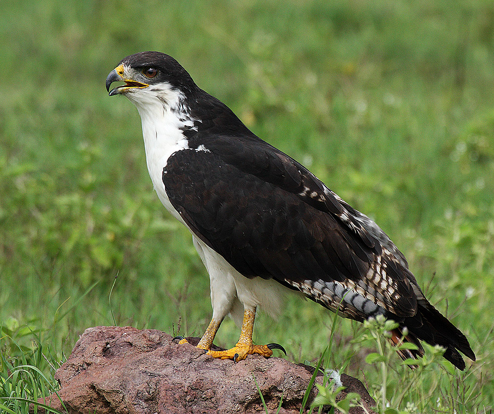 Felsenbussard im Ngorongoro Krater